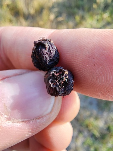 Crataegus douglasii
