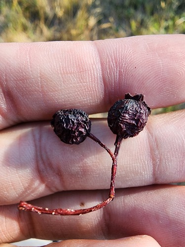 Crataegus douglasii