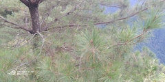 Pinus taiwanensis