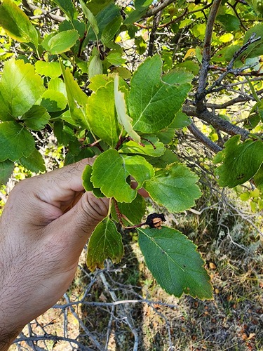 Crataegus douglasii