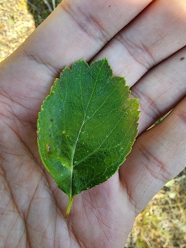 Crataegus douglasii