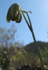Albuca viscosa