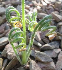 Albuca viscosa