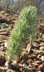 Eriospermum paradoxum