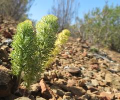 Eriospermum paradoxum