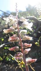 Lachenalia judithiae