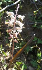 Lachenalia judithiae