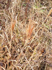 Andropogon gyrans