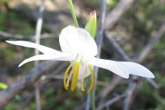 Hesperantha bachmannii