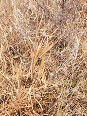 Andropogon gyrans