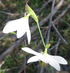 Hesperantha bachmannii