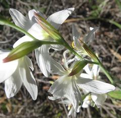 Hesperantha bachmannii