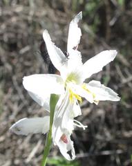 Hesperantha bachmannii