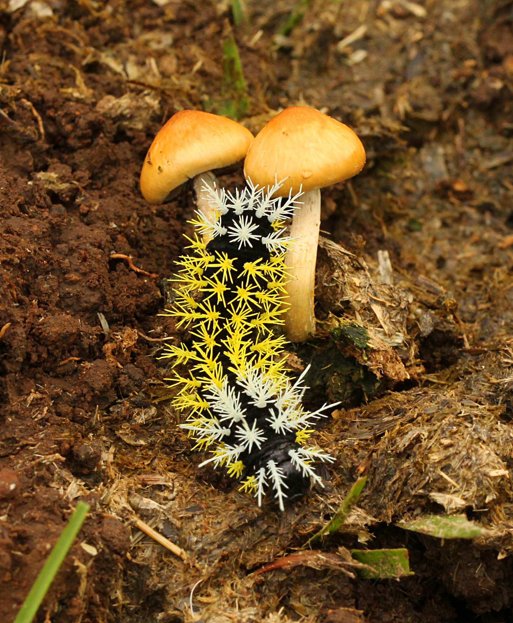 Psilocybe cubensis image
