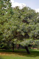 Pinus maximartinezii