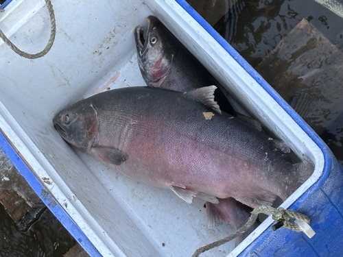 Coho Salmon
