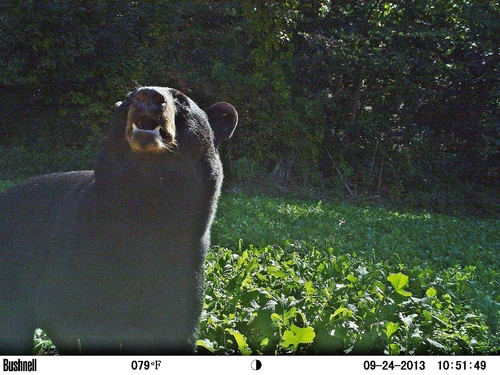 American Black Bear photographed in Massachusetts