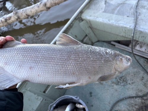 Broad whitefish (Coregonus nasus) — Salmonidae — 2