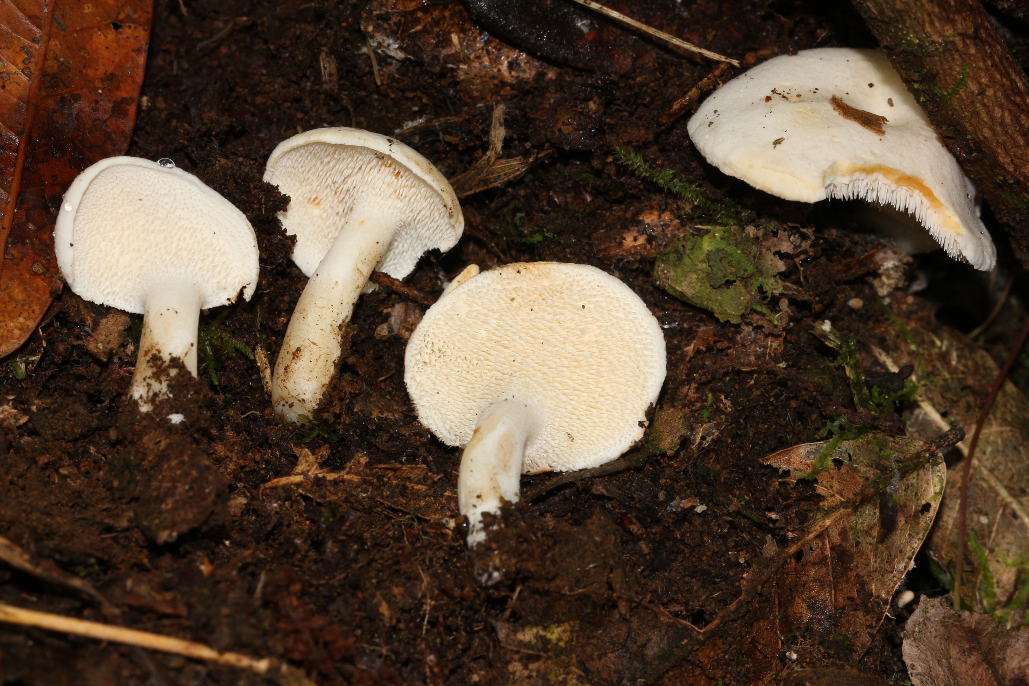 Hydnum albidum image