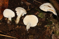 Hydnum albidum