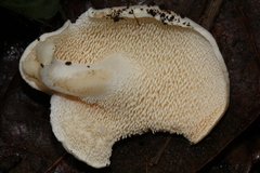 Hydnum albidum