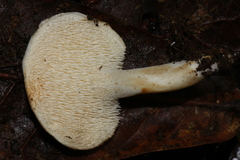 Hydnum albidum