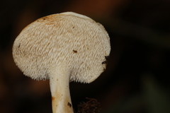 Hydnum albidum