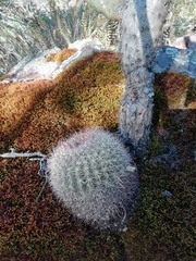 Mammillaria rhodantha fera-rubra