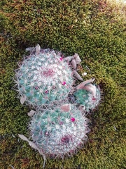 Mammillaria rhodantha fera-rubra