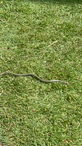 Eastern Brown Snake sighting