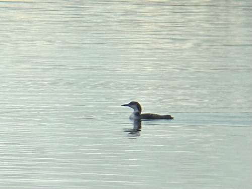 Common Loon