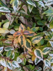 Abelia × grandiflora