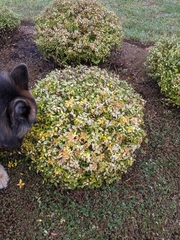 Abelia × grandiflora
