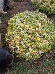 Abelia × grandiflora