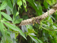 Chira gounellei