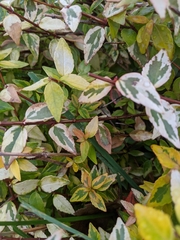 Abelia × grandiflora