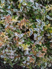 Abelia × grandiflora