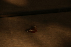 Lebadea martha martha