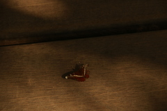 Lebadea martha martha