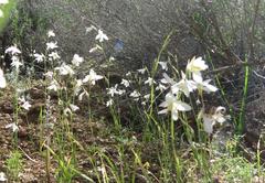 Hesperantha bachmannii