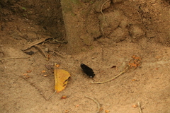 Lexias albopunctata