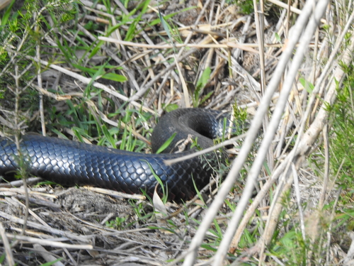 Red-bellied Black Snake sighting