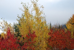 Populus tremuloides