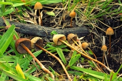 Psilocybe mexicana
