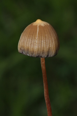 Psilocybe mexicana