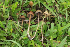 Psilocybe mexicana