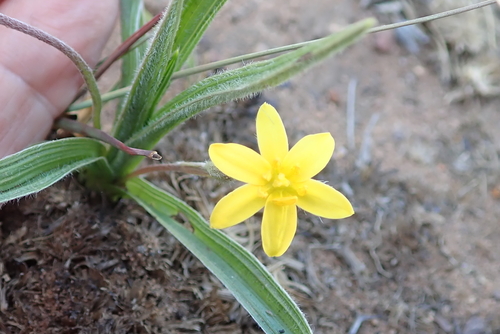 Image of Hypoxis angustifolia by no rights reserved