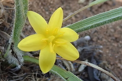 Hypoxis angustifolia