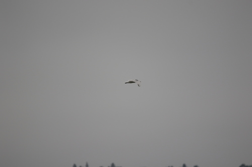 iNaturalist observation photo of Caspian Tern