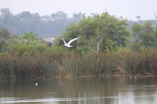 iNaturalist observation photo of Caspian Tern